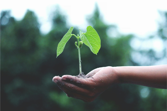 seedling in a person's hand
