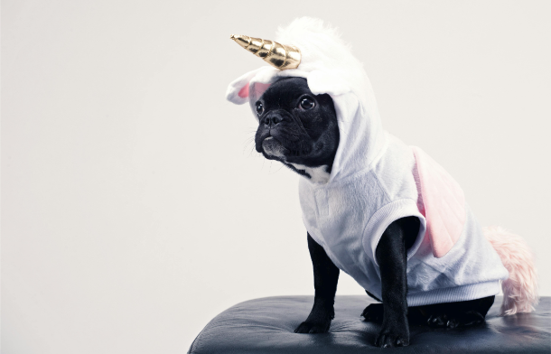 dog wearing a unicorn costume